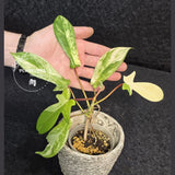 Variegated Philodendron Florida Beauty in a Nursery Pot - Rare Collector Plant - Exact Plant - US Seller