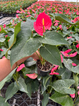 Anthurium andraeanum