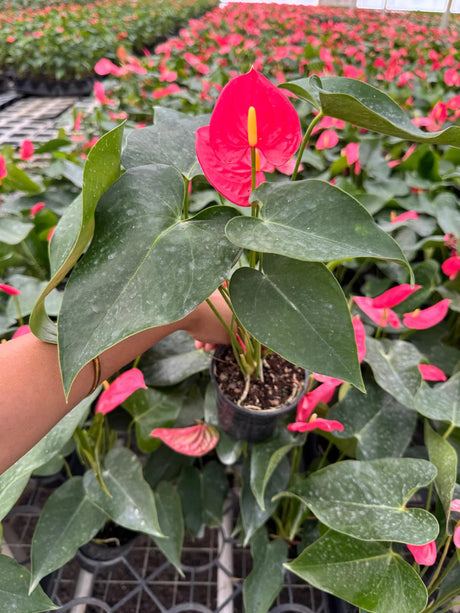 Anthurium andraeanum