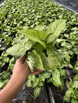 Syngonium Batik (Syngonium podophyllum) – 4" Nursery Pot | Arrowhead Plant | Rare Foliage Houseplant