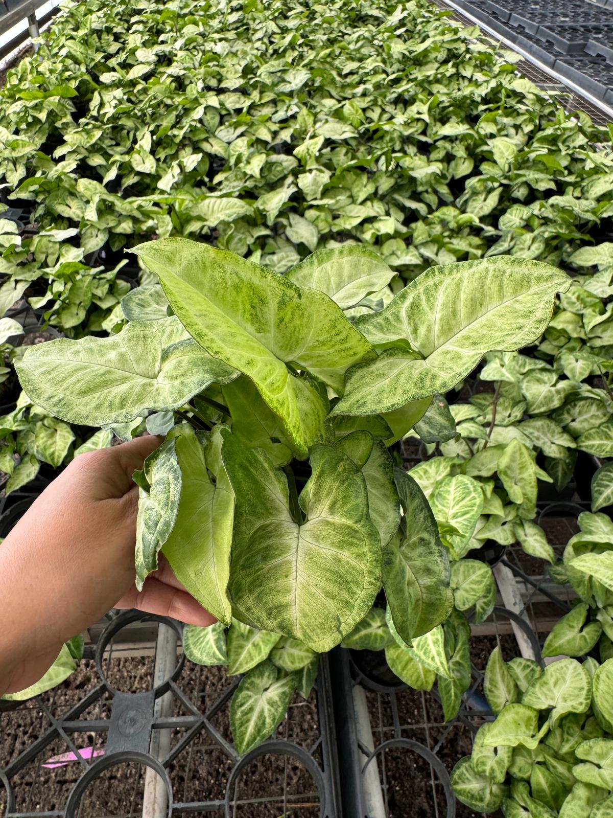 Syngonium Batik (Syngonium podophyllum) – 4" Nursery Pot | Arrowhead Plant | Rare Foliage Houseplant