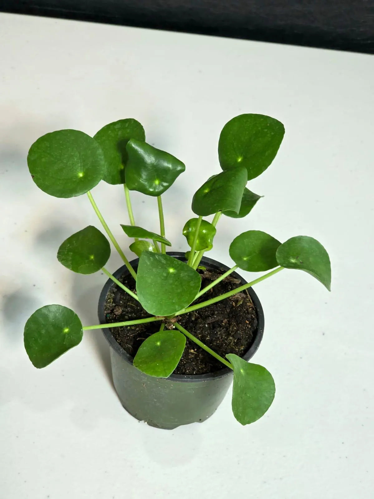 Chinese Money Plant 4” Pot | Pilea Peperomioides | Easy Care Indoor Plant | Money Plant Indoor | Office Houseplant