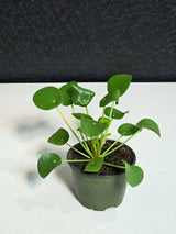 Chinese Money Plant 4” Pot | Pilea Peperomioides | Easy Care Indoor Plant | Money Plant Indoor | Office Houseplant