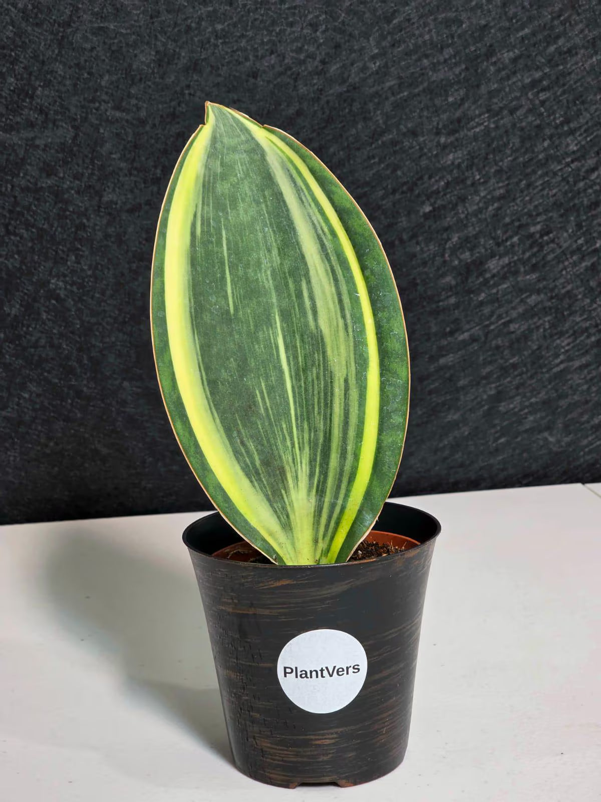 Masoniana