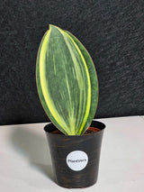 Masoniana