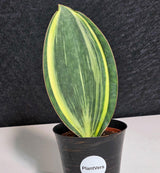 Sansevieria 