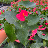 Anthurium 