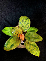 Variegated Philodendron Red Congo Live Plant - Mint Hybrid Variegated Aroid, Red & Cream Foliage - Hard to Come By - US Seller