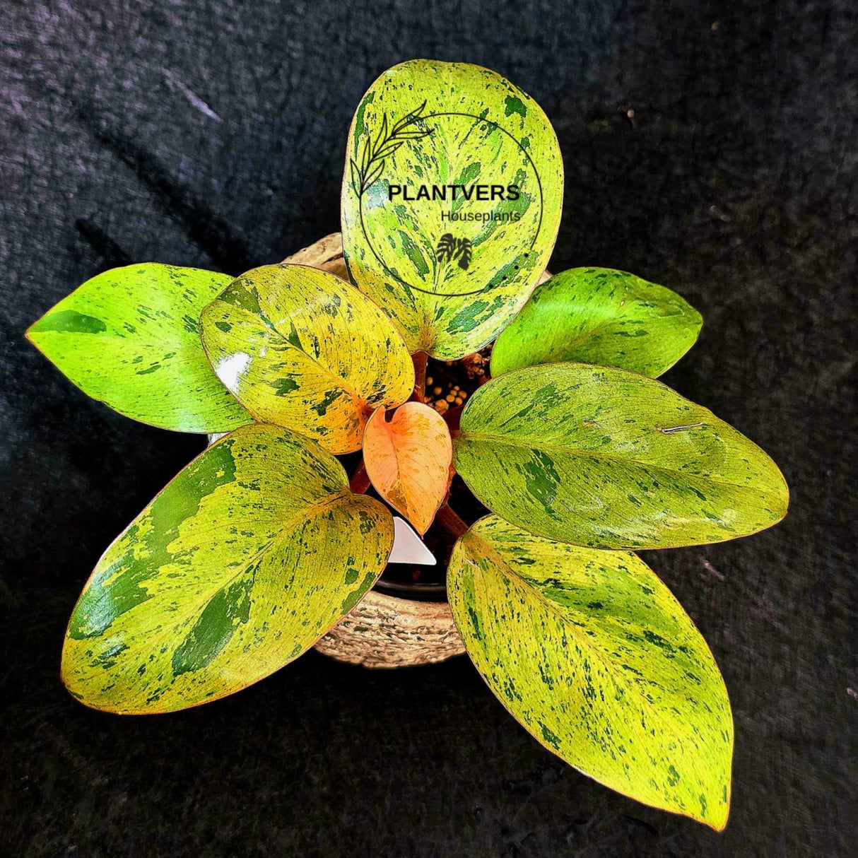 Variegated Philodendron Red Congo Live Plant - Mint Hybrid Variegated Aroid, Red & Cream Foliage - Hard to Come By - US Seller