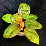 Variegated Philodendron Red Congo Live Plant - Mint Hybrid Variegated Aroid, Red & Cream Foliage - Hard to Come By - US Seller
