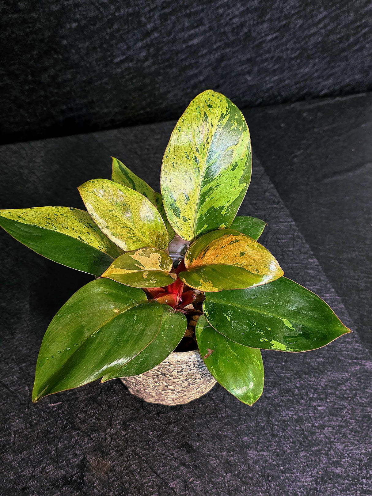 Variegated Philodendron Red Congo Live Plant - Mint Hybrid Variegated Aroid, Red & Cream Foliage - Hard to Come By - US Seller