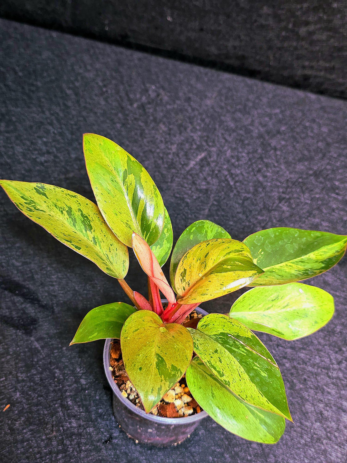 Variegated Philodendron Red Congo Live Plant - Mint Hybrid Variegated Aroid, Red & Cream Foliage - Hard to Come By - US Seller