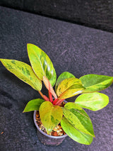 Variegated Philodendron Red Congo Live Plant - Mint Hybrid Variegated Aroid, Red & Cream Foliage - Hard to Come By - US Seller