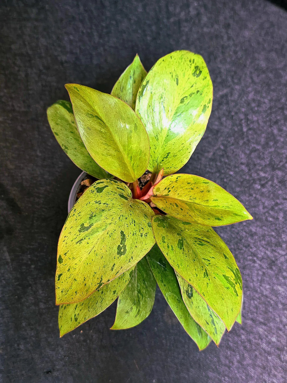 Variegated Philodendron Red Congo Live Plant - Mint Hybrid Variegated Aroid, Red & Cream Foliage - Hard to Come By - US Seller
