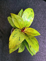 Variegated Philodendron Red Congo Live Plant - Mint Hybrid Variegated Aroid, Red & Cream Foliage - Hard to Come By - US Seller