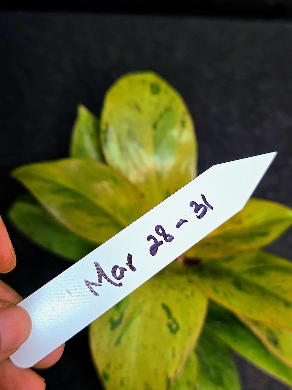 Variegated Philodendron Red Congo Live Plant - Mint Hybrid Variegated Aroid, Red & Cream Foliage - Hard to Come By - US Seller