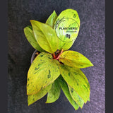 Variegated Philodendron Red Congo Live Plant - Mint Hybrid Variegated Aroid, Red & Cream Foliage - Hard to Come By - US Seller