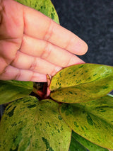 Variegated Philodendron Red Congo Live Plant - Mint Hybrid Variegated Aroid, Red & Cream Foliage - Hard to Come By - US Seller