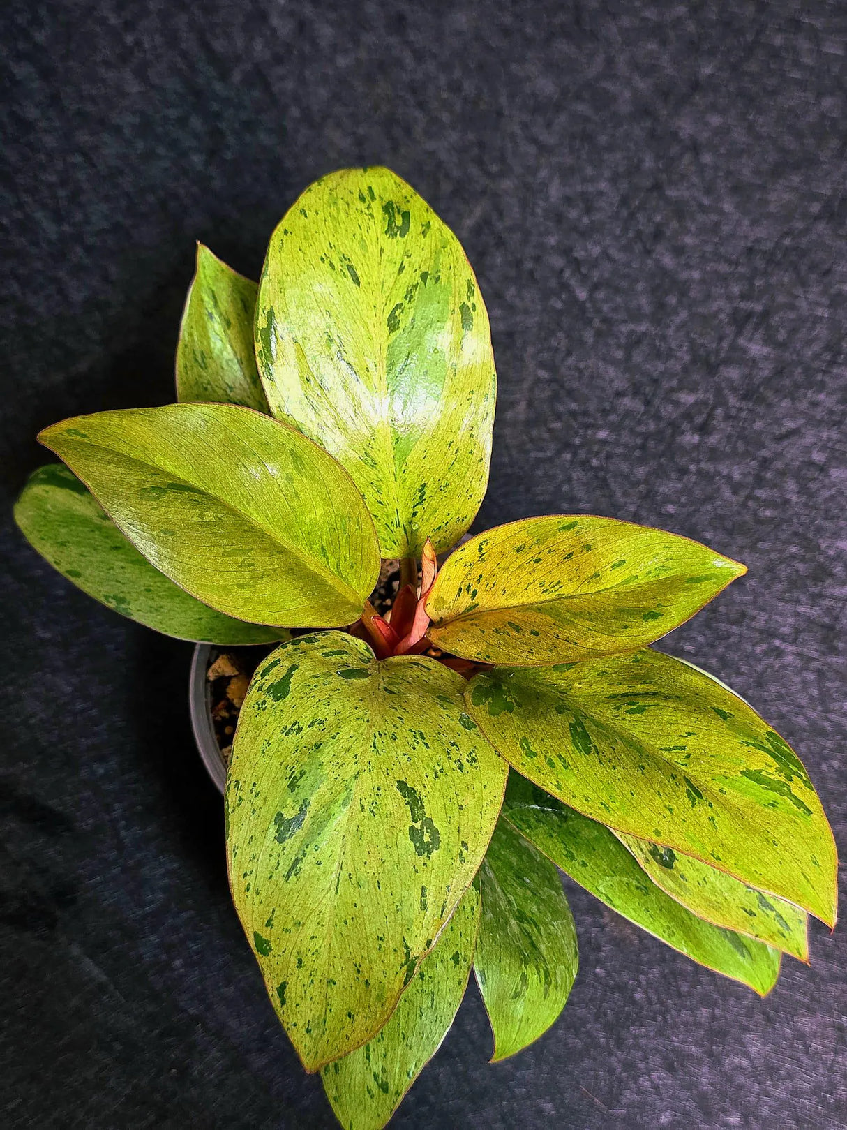 Variegated Philodendron Red Congo Live Plant - Mint Hybrid Variegated Aroid, Red & Cream Foliage - Hard to Come By - US Seller