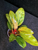 Variegated Philodendron Red Congo Live Plant - Mint Hybrid Variegated Aroid, Red & Cream Foliage - Hard to Come By - US Seller