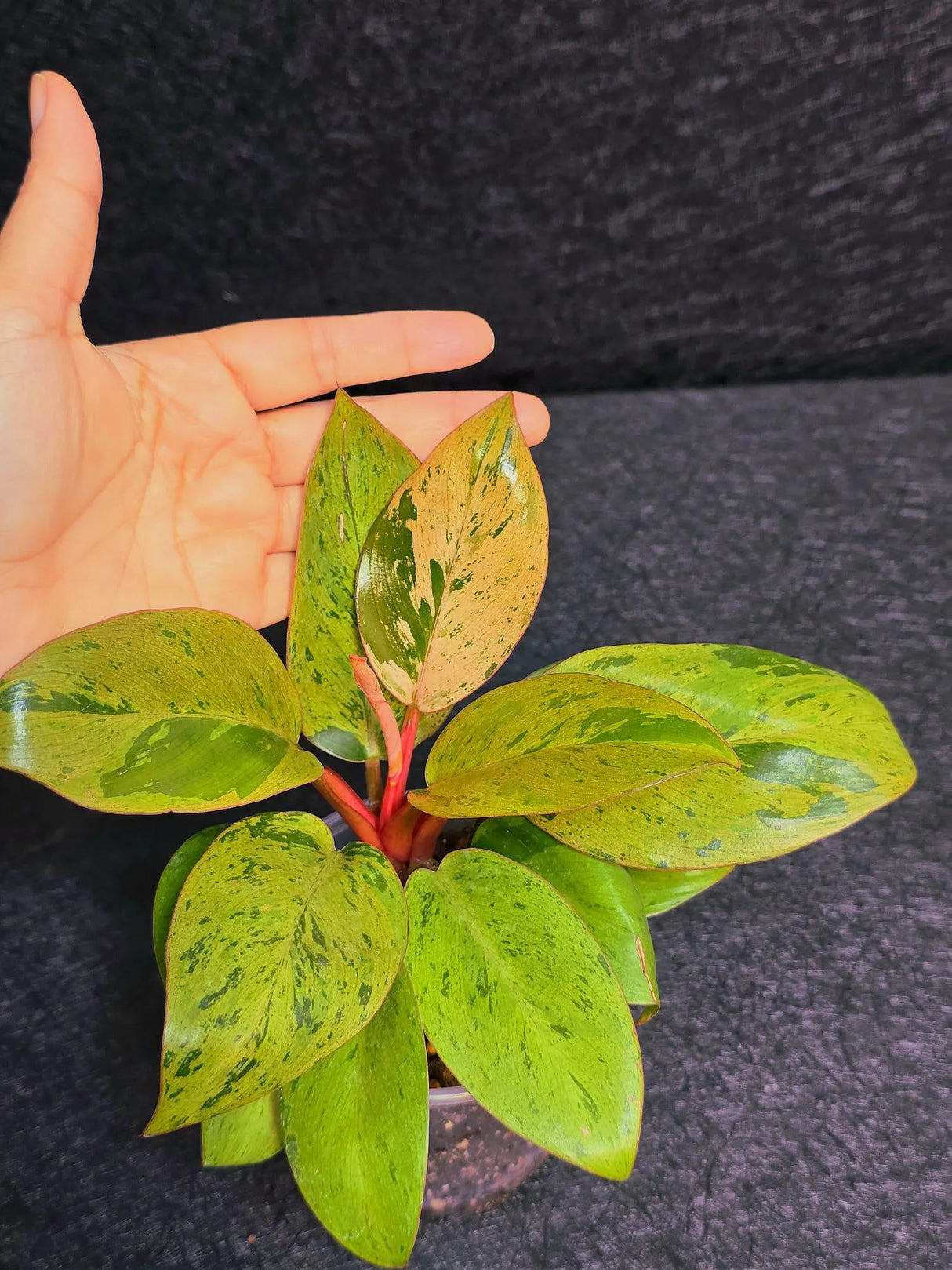 Variegated Philodendron Red Congo Live Plant - Mint Hybrid Variegated Aroid, Red & Cream Foliage - Hard to Come By - US Seller