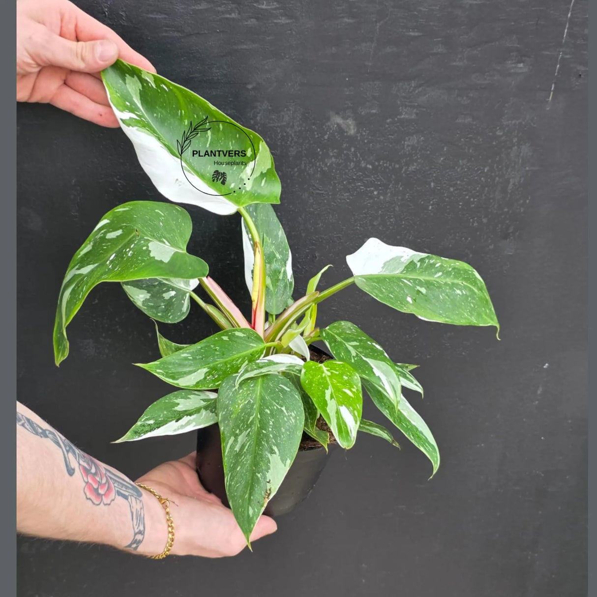 Philodendron White Wizard in a 6" Nursery Pot - White Variegated Philodendron Plant - Rare Indoor Houseplant - Fast Growing Plants