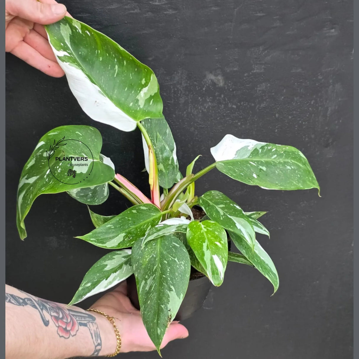 Philodendron White Wizard in a 6" Nursery Pot - White Variegated Philodendron Plant - Rare Indoor Houseplant - Fast Growing Plants