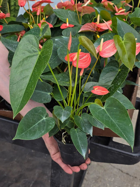 Anthurium Livium Plant in 4” Nursery Pot - Flowering Indoor Anthurium - Red Heart Plant - Tropical Houseplant - Gift for Her