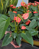 Anthurium Livium Plant in 4” Nursery Pot - Flowering Indoor Anthurium - Red Heart Plant - Tropical Houseplant - Gift for Her