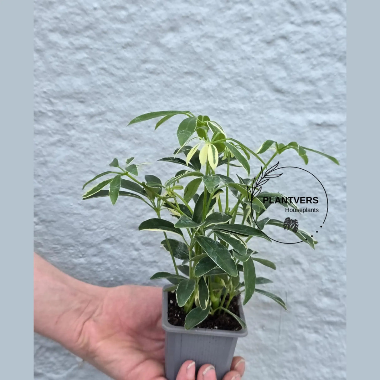 Variegated Schefflera Arboricola Trinette in 2” Pot – Live Umbrella Plant | Low Maintenance Indoor plant | Green Decor Plant | Gifts for Mom