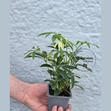 Variegated Schefflera Arboricola Trinette in 2” Pot – Live Umbrella Plant | Low Maintenance Indoor plant | Green Decor Plant | Gifts for Mom