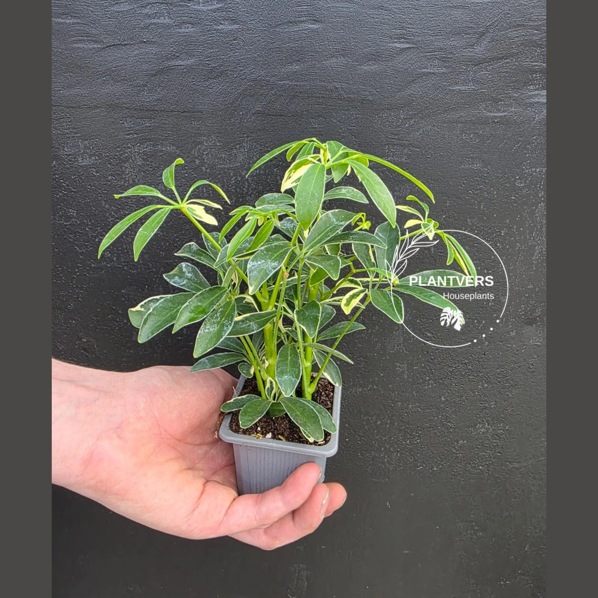 Variegated Schefflera Arboricola Trinette in 2” Pot – Live Umbrella Plant | Low Maintenance Indoor plant | Green Decor Plant | Gifts for Mom