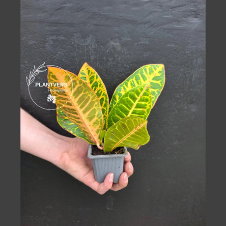 Croton Petra Live Plant | Colorful Variegated Indoor Houseplant | Tropical Decorative Foliage Plant in 2" Pot | Mother’s Day Gift