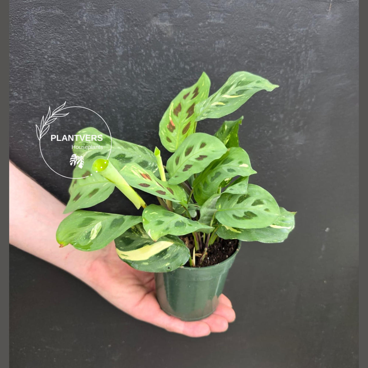 Variegated Maranta Beauty Kim Prayer Plant | Rare Variegated Indoor Plant | Low Light Houseplant | Mother’s Day Gift | 4" Pot