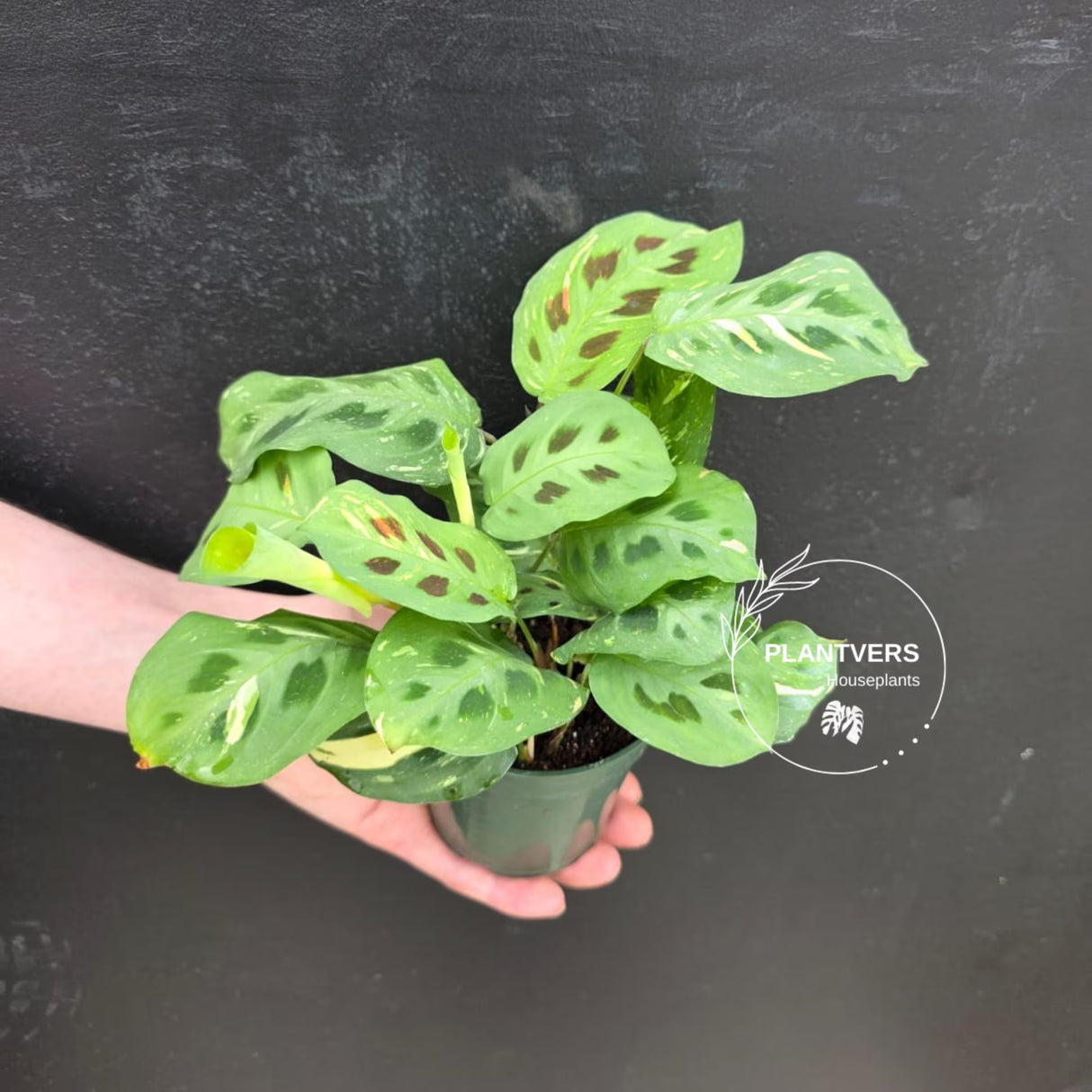 Variegated Maranta Beauty Kim Prayer Plant | Rare Variegated Indoor Plant | Low Light Houseplant | Mother’s Day Gift | 4" Pot