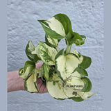 Manjula Pothos (Epipremnum Aureum) Live | Variegated Rare Indoor Trailing Plant | Hanging Pothos 4" Pot