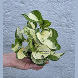 Manjula Pothos (Epipremnum Aureum) Live | Variegated Rare Indoor Trailing Plant | Hanging Pothos 4" Pot