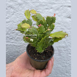 Thanksgiving Cactus in 4" Pot – Live Blooming Cactus | Indoor Flowering Succulent | Easy Care Plant | Gifts for Mom