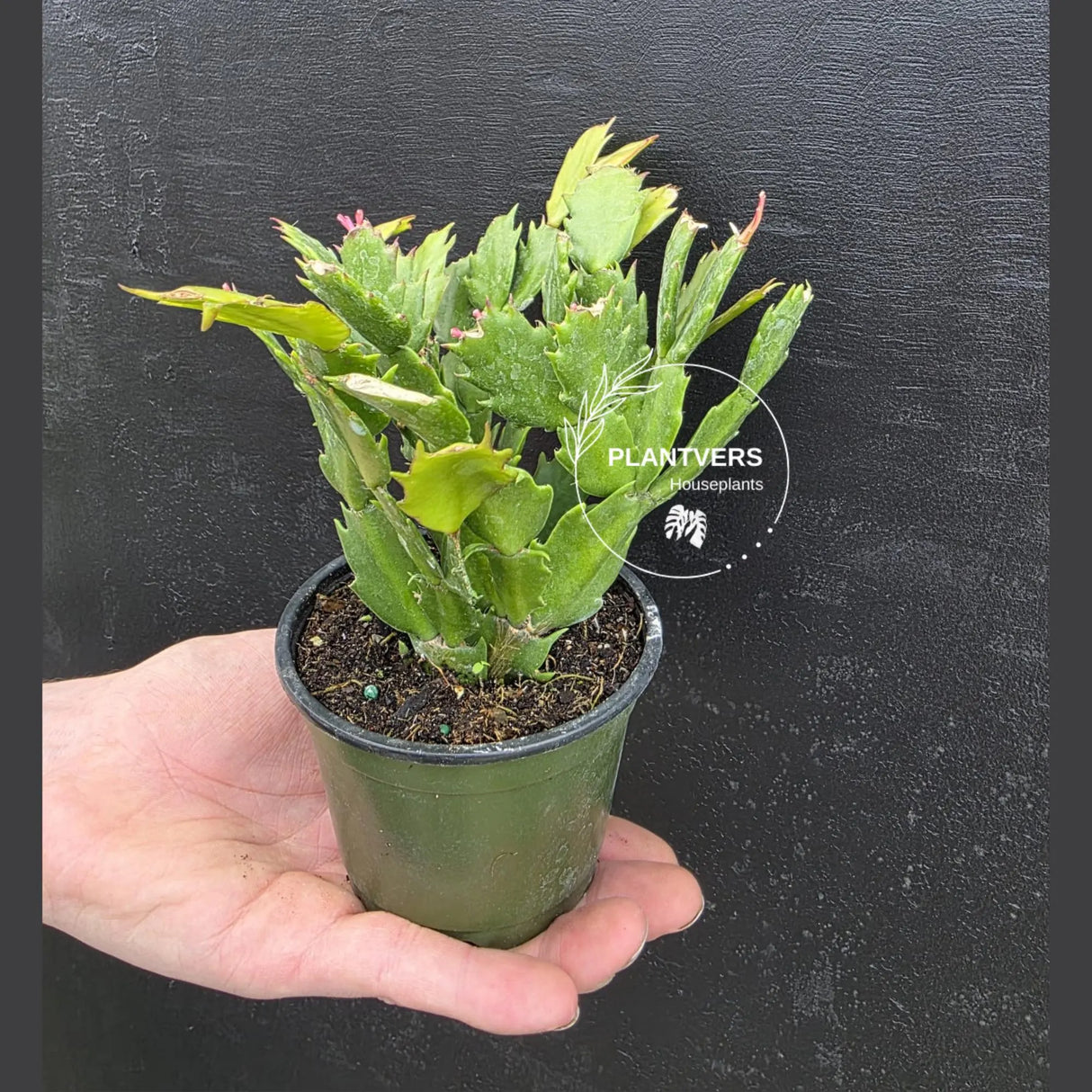 Thanksgiving Cactus in 4" Pot – Live Blooming Cactus | Indoor Flowering Succulent | Easy Care Plant | Gifts for Mom