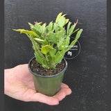 Thanksgiving Cactus in 4" Pot – Live Blooming Cactus | Indoor Flowering Succulent | Easy Care Plant | Gifts for Mom