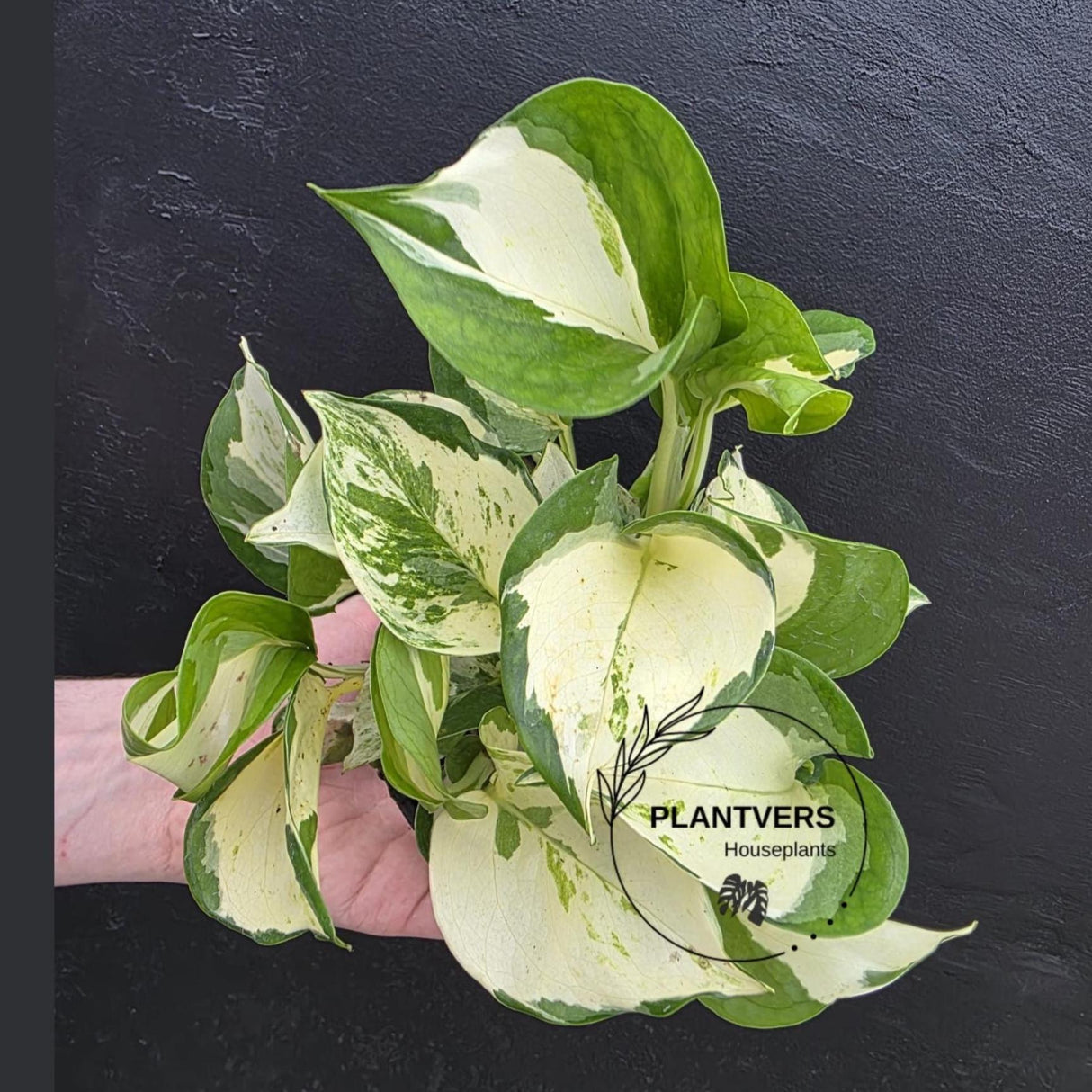 Manjula Pothos (Epipremnum Aureum) Live | Variegated Rare Indoor Trailing Plant | Hanging Pothos 4" Pot