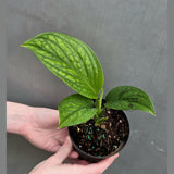 Monstera Peru in 4” Nursery Pot - Monstera Karstenianum Rare Find - Textured Indoor Tropical Plant - Aroid Collector Houseplant Gift