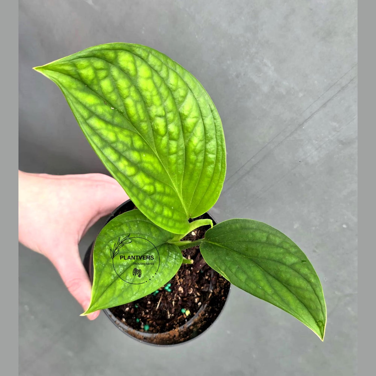 Monstera Peru in 4” Nursery Pot - Monstera Karstenianum Rare Find - Textured Indoor Tropical Plant - Aroid Collector Houseplant Gift