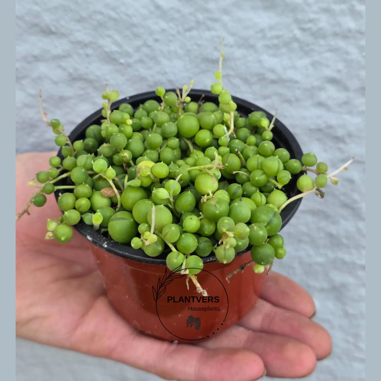 String of Pearls in 4” Grow Pot - Lush Trailing Succulent - Rowleyanus String of Pearls | Elegant Indoor Jungle Decor - Live Plant