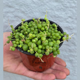 String of Pearls in 4” Grow Pot - Lush Trailing Succulent - Rowleyanus String of Pearls | Elegant Indoor Jungle Decor - Live Plant
