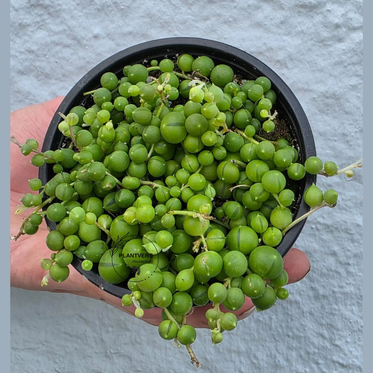 String of Pearls in 4” Grow Pot - Lush Trailing Succulent - Rowleyanus String of Pearls | Elegant Indoor Jungle Decor - Live Plant