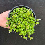 String of Pearls in 4” Grow Pot - Lush Trailing Succulent - Rowleyanus String of Pearls | Elegant Indoor Jungle Decor - Live Plant