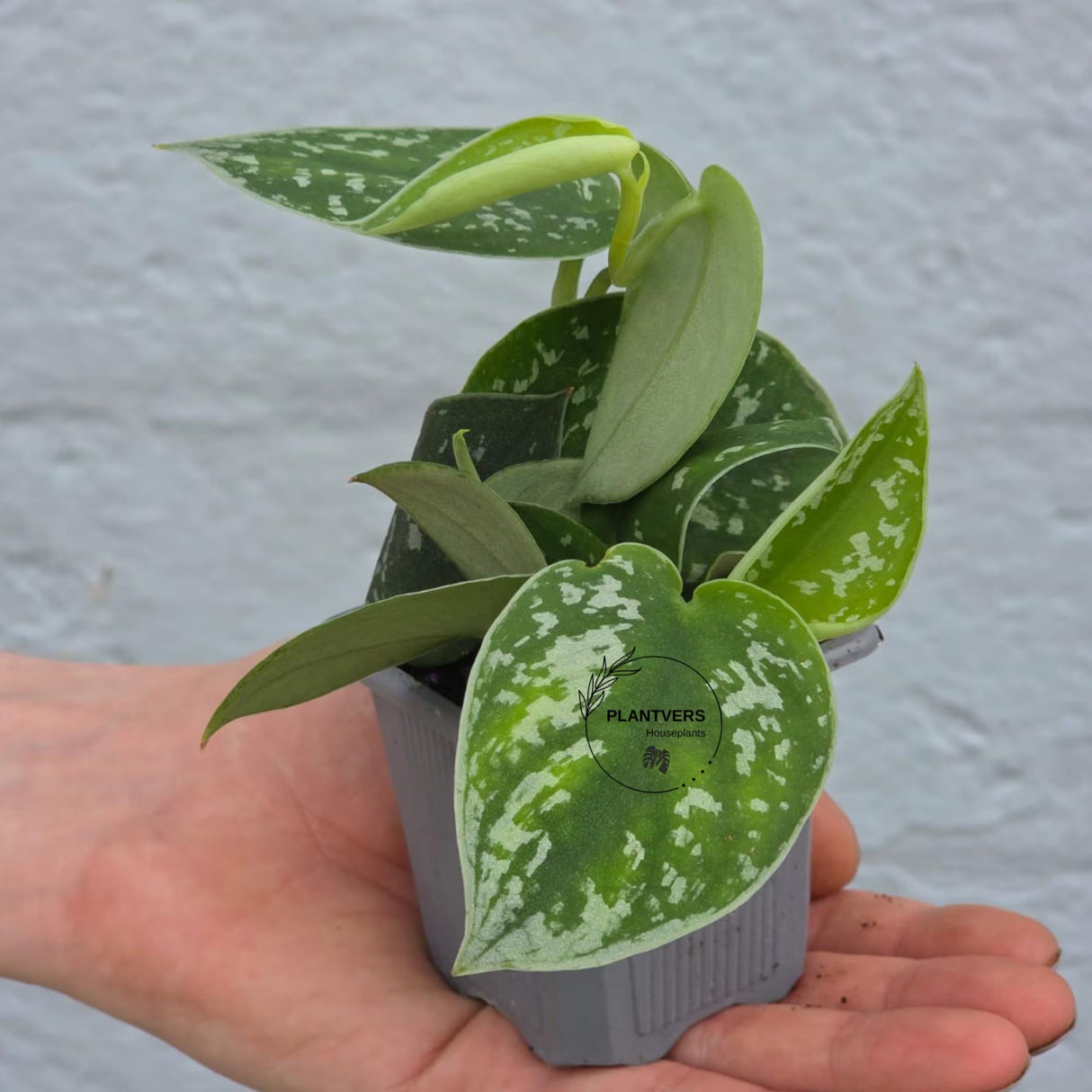 Scindapsus Silver Pothos in 2" Nursery Pot - Satin Pothos - Silver Splash vining Plant - Indoor Trailing Plant - Easy Care Live Houseplant