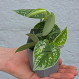 Scindapsus Silver Pothos in 2" Nursery Pot - Satin Pothos - Silver Splash vining Plant - Indoor Trailing Plant - Easy Care Live Houseplant