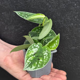 Scindapsus Silver Pothos in 2" Nursery Pot - Satin Pothos - Silver Splash vining Plant - Indoor Trailing Plant - Easy Care Live Houseplant